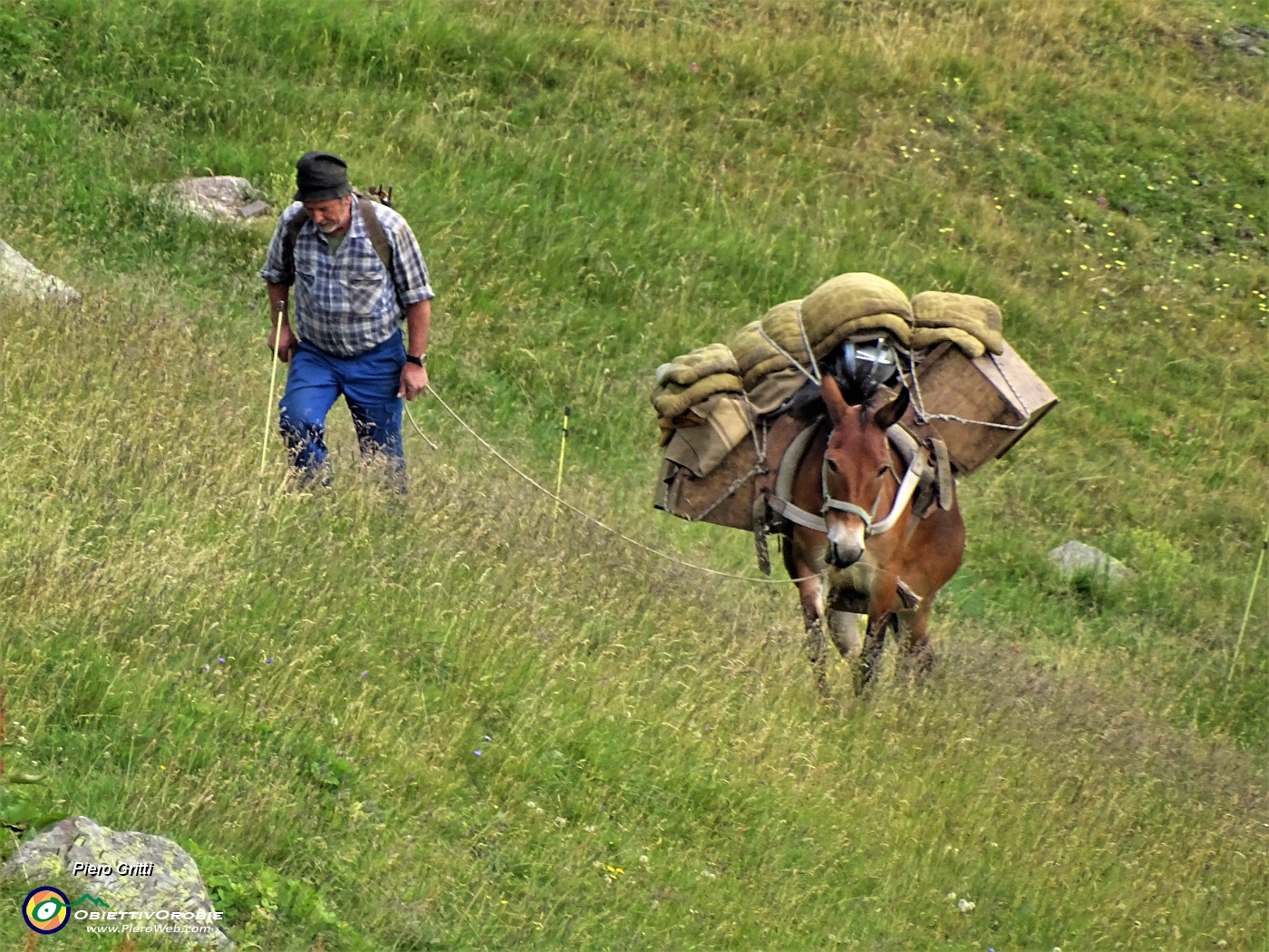 34 Arriva alla Baita 'Minchuchi' un primo gran carico in groppa al mulo .JPG